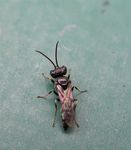 Diodontus tristis